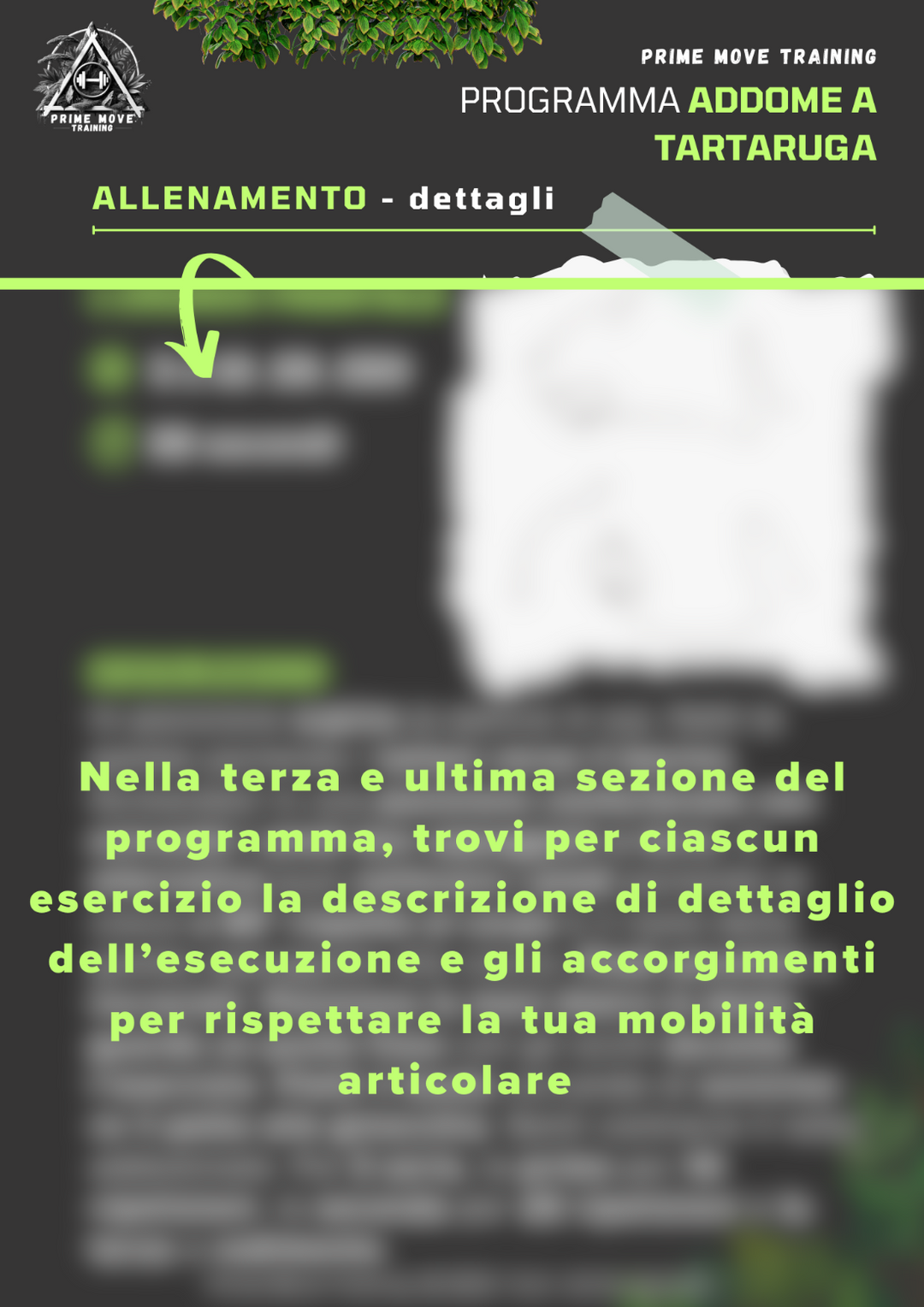 Addome a Tartaruga